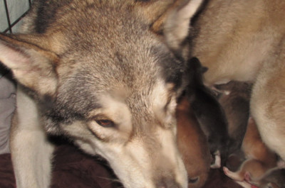 wolf cubs for sale