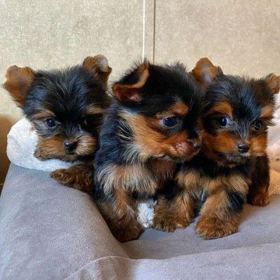 Yorkie Puppies Available