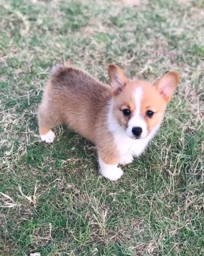 Healthy Pembroke Welsh Corgi Puppies 