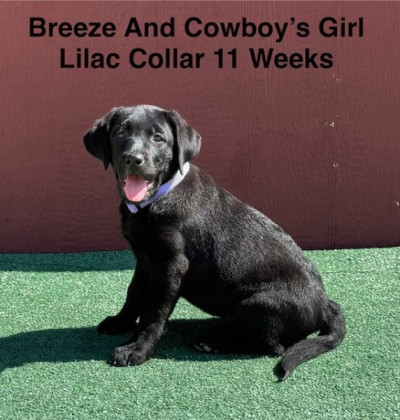 AKC Female Black Labrador Puppy