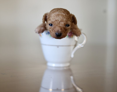 Tiny Toy &amp; Teacup Poodles