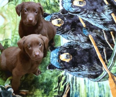 AKC Chocolate Lab Puppies!