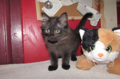 Ragdoll kittens for sale