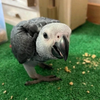 Buy Talking African grey parrots For Sale