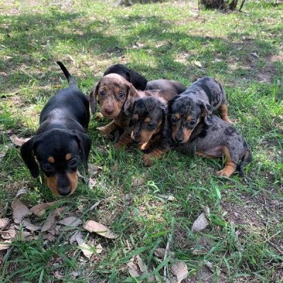 Miniature Dachshund puppies