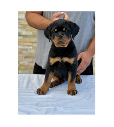 World Class AKC European Rottweiler Puppies