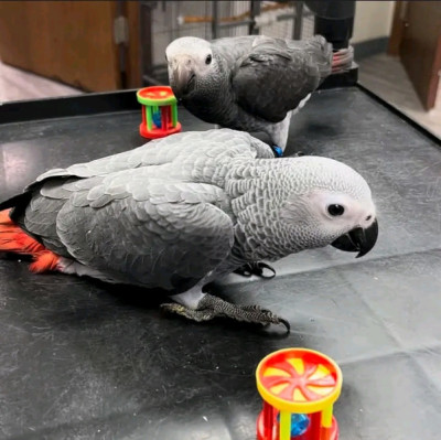 African Grey Parrot 