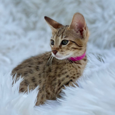 Beautiful  F3  Savannah Cats Tica