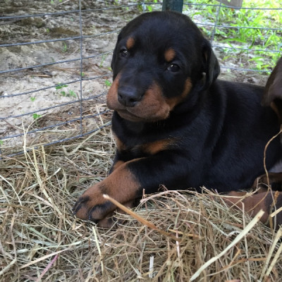 Doberman Puppies for sale 