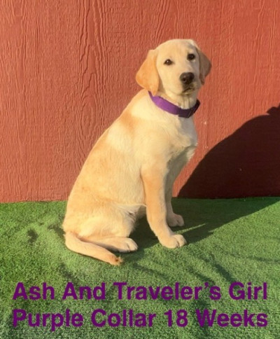 AKC Yellow Lab Puppies