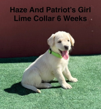 AKC Yellow And Champagne Labrador Puppies