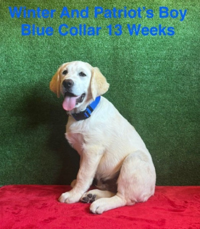 AKC White Long Hair And Standard Coat Lab Pups