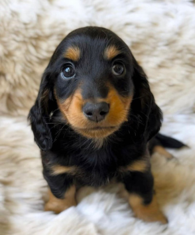 Quality mini Dachshund Puppies For Sale