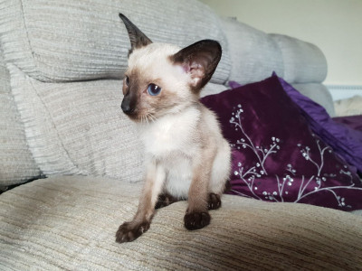 Siamese kittens