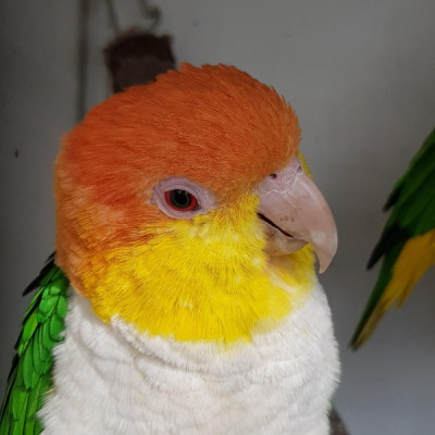 sebastiaansuk-caique-6076812_1920.jpg