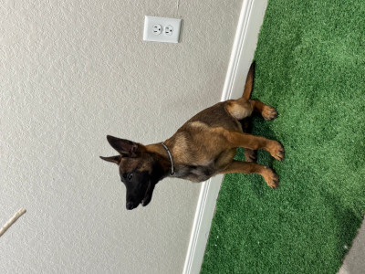 Belgian Malinois Pup – 3½ MO  