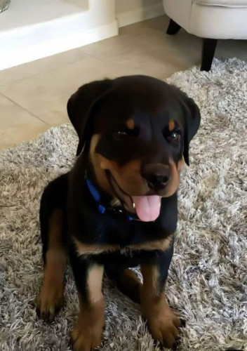 Rottweiler Puppies  for adoption