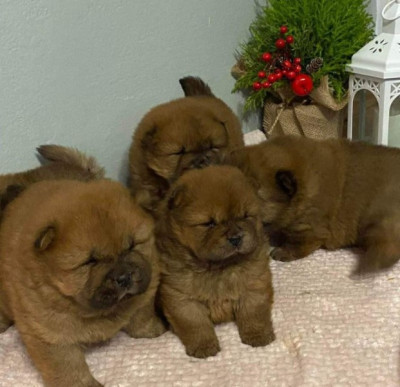 Chow chow puppies ready for adoption