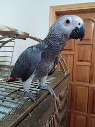 Vibrant African Grey Parrots For Sale