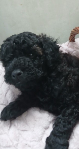 Toy poodle puppy male