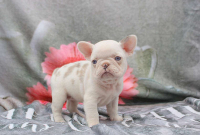 Male And Female French Bulldog Puppies Available