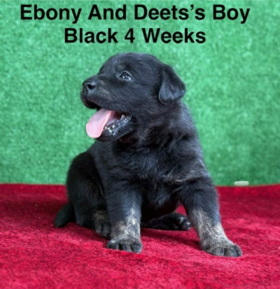 AKC Charcoal And Black Labrador Puppies