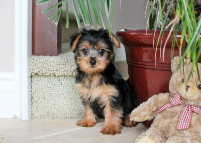 Lovely Female Trained Yorkie Puppy 