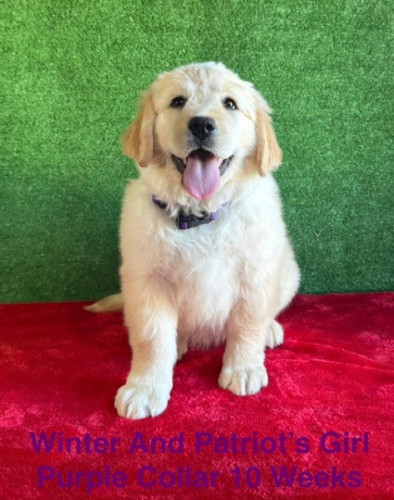 AKC White Long Hair And Standard Coat Lab Pups