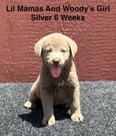 AKC Female Silver Labrador Puppy