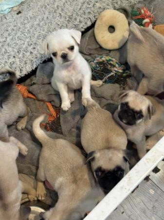 7 beautiful pug puppies.