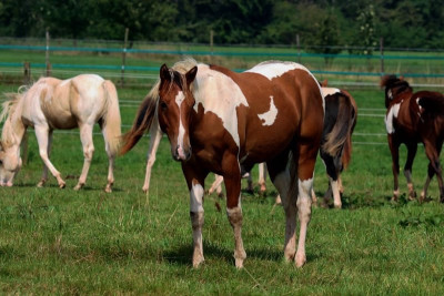 paint-horse-stallion-1year-14-3-hh-tobiano-all-colors-westernhorses-reininghorses-leisurehorses-hell