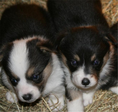 AKC Pembroke Welsh Corgis in S.W. WI