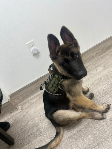 German Shepherd puppy