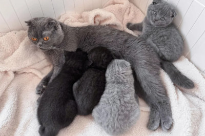 Scottish Fold kittens for sale,