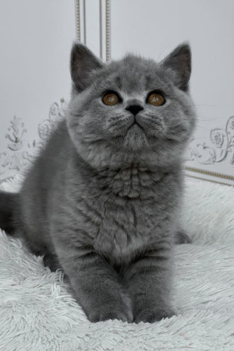 Handsome British Shorthair