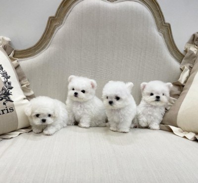 Cute maltese puppies available