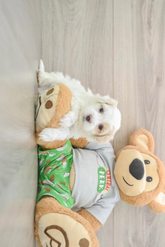 FRANKLIN TOY MALTIPOO PUPPY