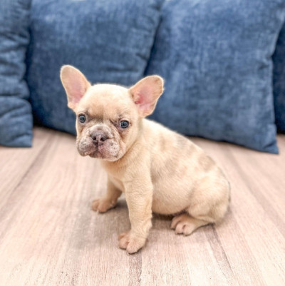 Male And Female French Bulldog Puppies Available