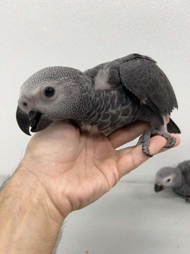 Hand Raised Talking African Grey Parrots For Sale