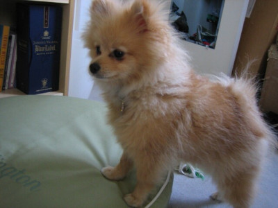 Female Pomeranian