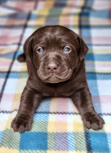 AKC Master Hunter Bloodline Lab puppies!