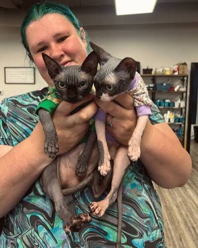 Affectionate Female &amp; Male Sphynx Kittens