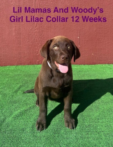 AKC Chocolate Female Lab Puppy