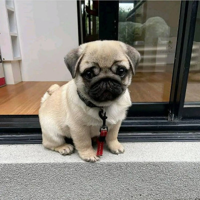 Amazing Pug Puppies