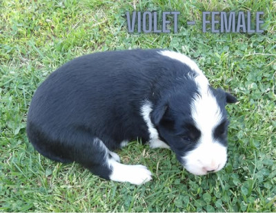 Violet - ABCA Border Collie Female DOB 4-30-26