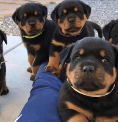 Rottweiler Puppies available for adoption