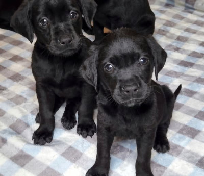 AKC Master Hunter Bloodline Lab Puppies!
