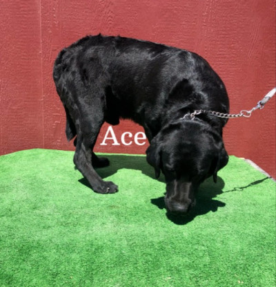 AKC Male Black Lab Ace