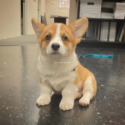 Adorable Corgi Puppies for Sale!