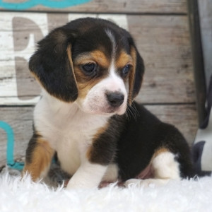 Akc parti traditional beagle available